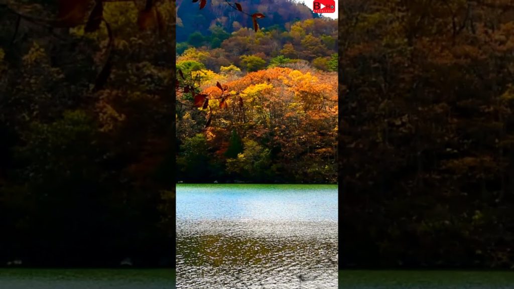 Vibrant Autumn Colours in Nagano, Japan #shrots Vibrant Autumn Colours in Nagano, Japan #shrots