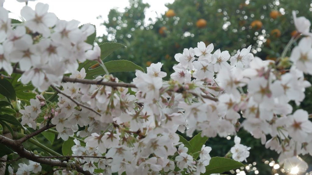 Hanami 2021 in Kawasaki Japan Hanami 2021 in Kawasaki Japan