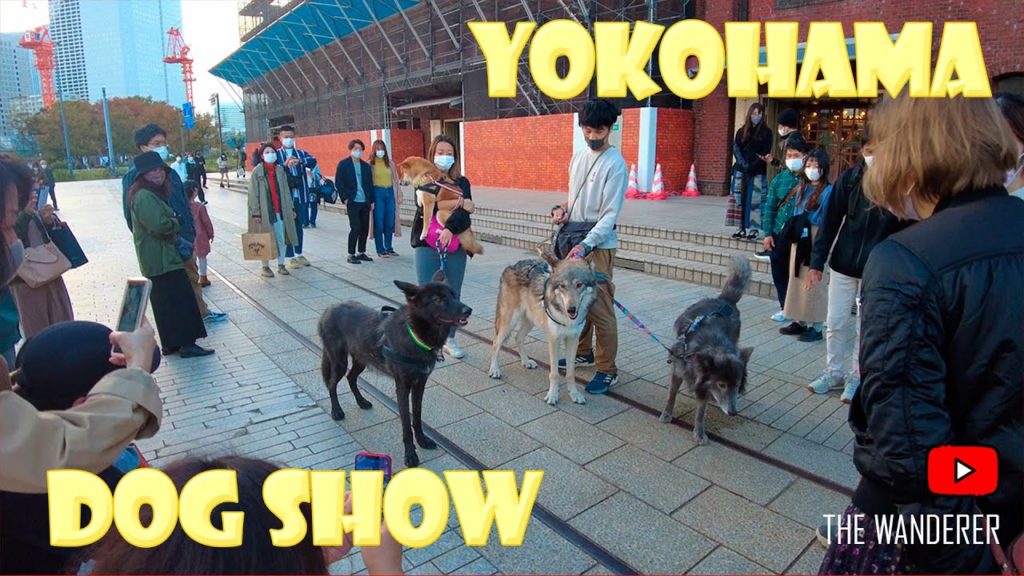 Dog show in Yokohama / Original sound / Japan 4K