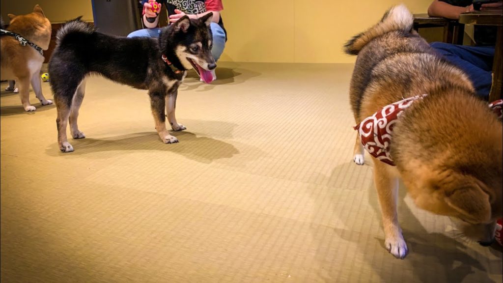 🇯🇵🐕 Going To a Shiba Inu Cafe Osaka Japan | Japan life | Vlog 🇯🇵🐕 Going To a Shiba Inu Cafe Osaka Japan | Japan life | Vlog