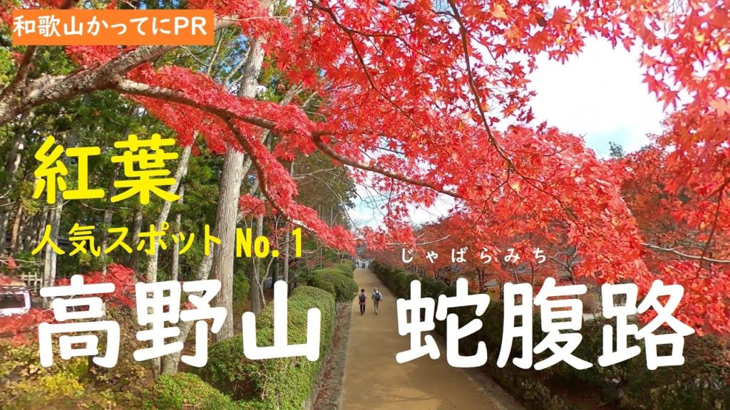 【和歌山かってにＰＲ】第122回「高野山紅葉　蛇腹路」和歌山県の紅葉　2021年11月15日　ニュース速報　県内紅葉スポットNo.1