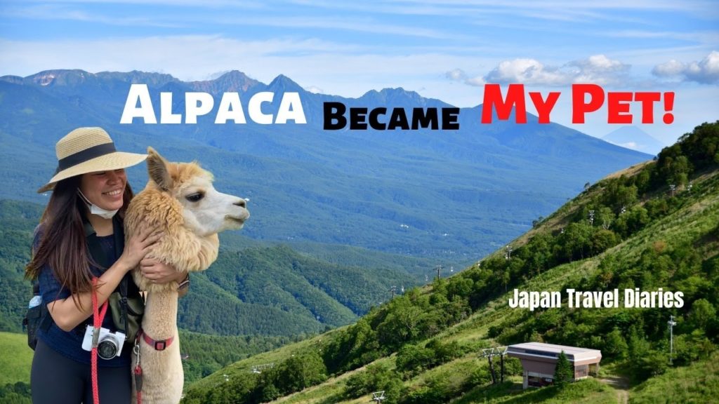 Visiting Alpaca Farm for the First Time! (4K)