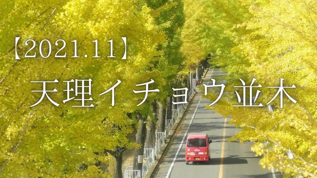 4K【2021】朝、天理市のイチョウ並木の紅葉/銀杏/SONY a7SⅢ/Autumn leaves of Tenri city Ginkgo row of trees 4K【2021】朝、天理市のイチョウ並木の紅葉/銀杏/SONY a7SⅢ/Autumn leaves of Tenri city Ginkgo row of trees