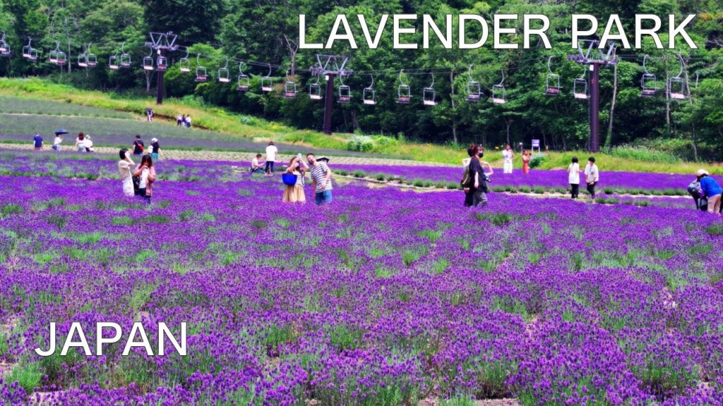 【JAPAN TRAVEL：GUNMA】Lavender field like Hokkaido on the mountain　『TANBARA LAVENDER PARK』　TRIP Vlog