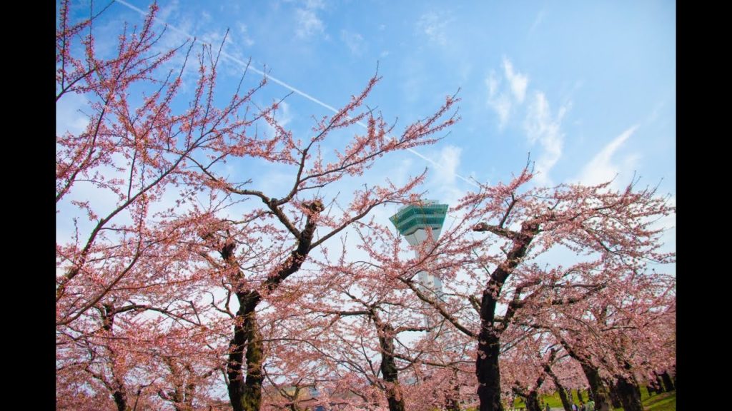 北海道函館．賞櫻攻略來啦【可樂旅遊】