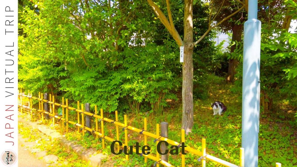 [4K] Tokyo Countryside Walking Tour - Yanagihara Chigusaen in Kitasenju, Japan 2021 SUMMER