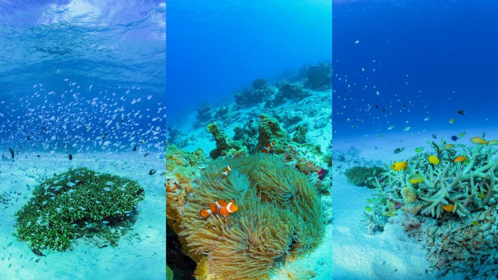 [4K Vertical Display] 縦動画:珊瑚礁の海中世界：沖縄県 慶良間諸島（ケラマ諸島）Kerama CoralReef Underwater World in Okinawa