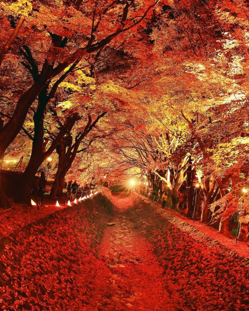 .
もみじのトンネルが幻想的な河口湖 #もみじ回廊 
11月上旬から中旬が見ごろです
#WorldlyNovember  A tunnel of autumn ...