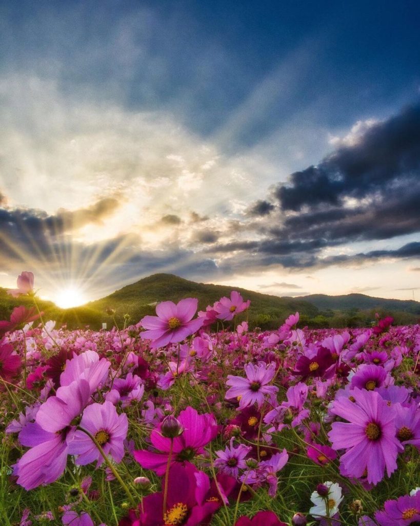 Autumn in Japan is definitely full of spectacular sights. In Shitakacho, Hyogo P...