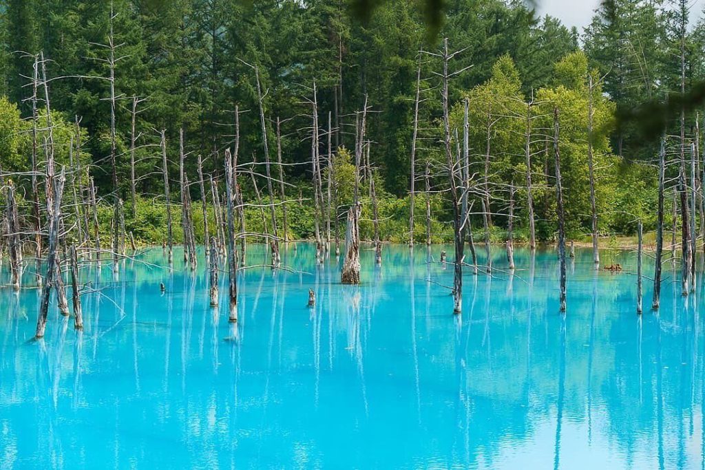 Hokkaido’s Blue Pond has a striking and otherworldly appearance that draws many ...