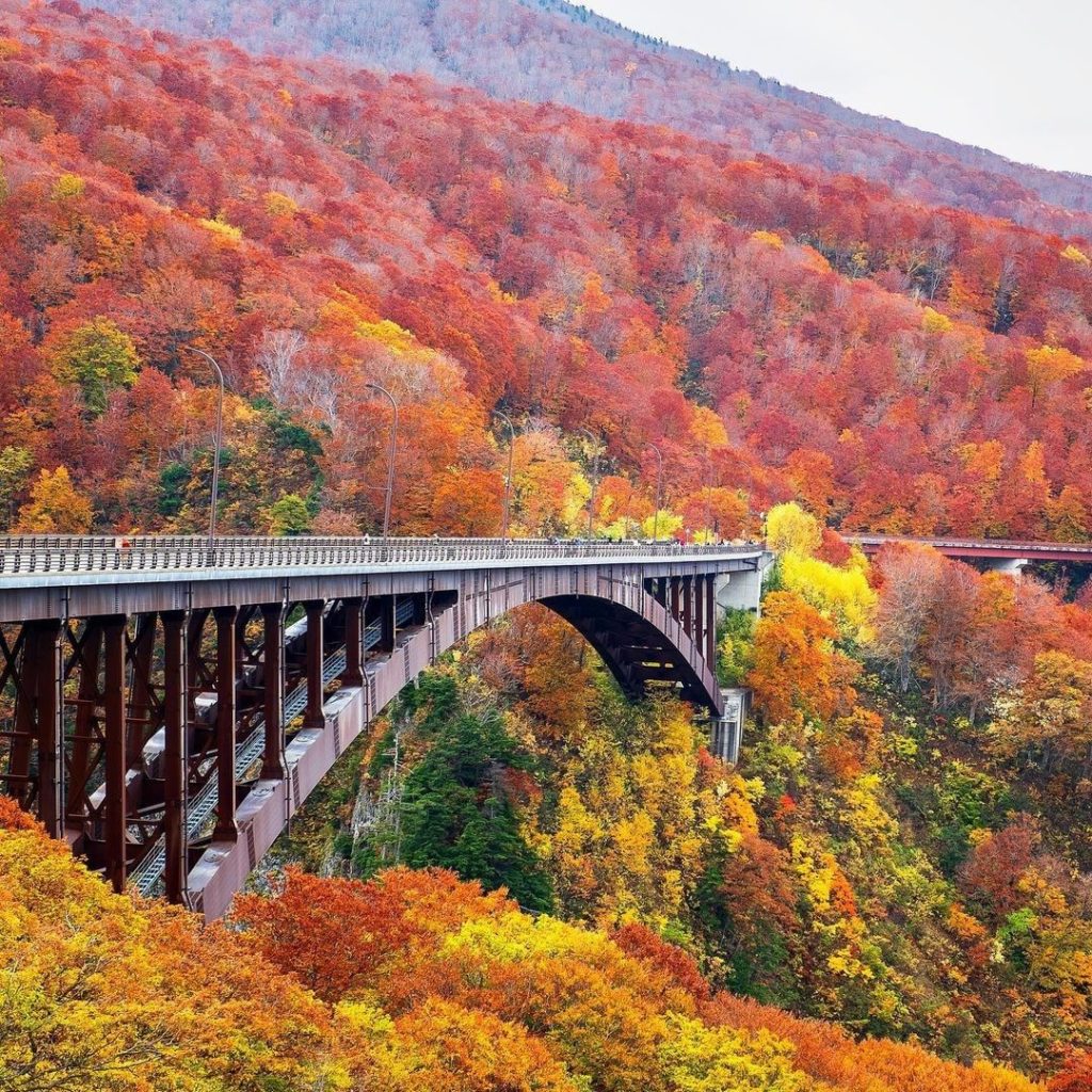How would you like to be surrounded by autumn hues? 
When walking along the Joga...