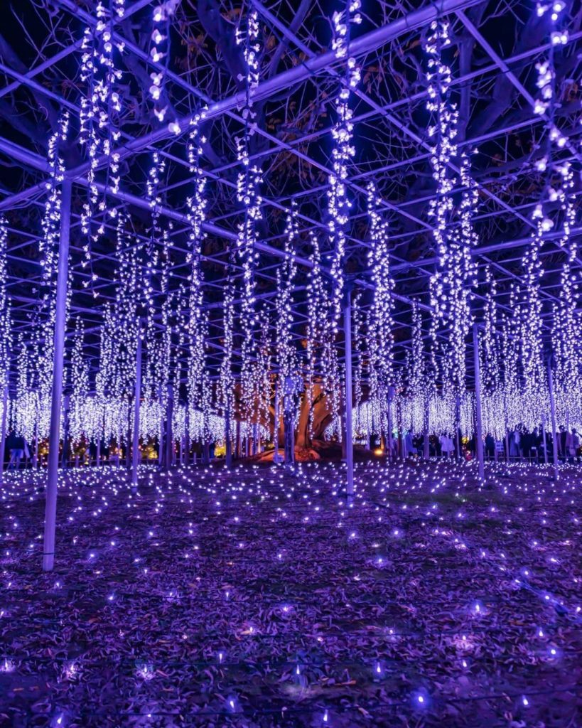 Have you ever wandered through illuminated wisteria? 
Each year from late Octobe...