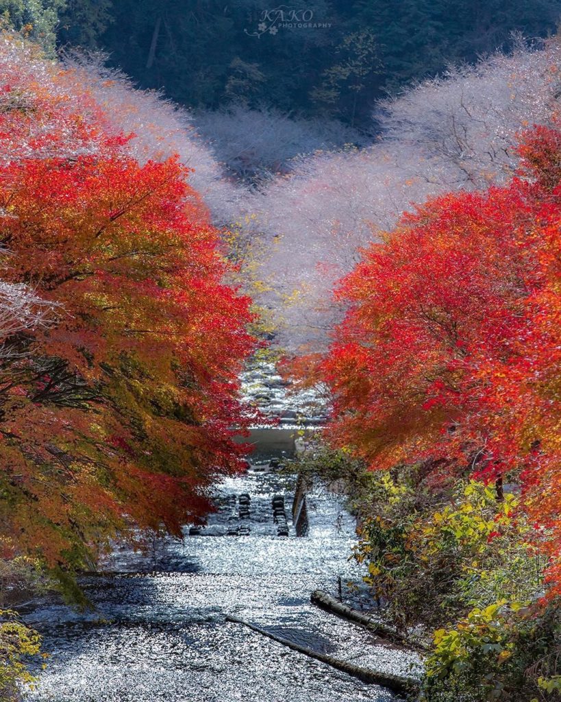 Which do you prefer, cherry blossoms or autumn leaves?
At Obara District in Aich...