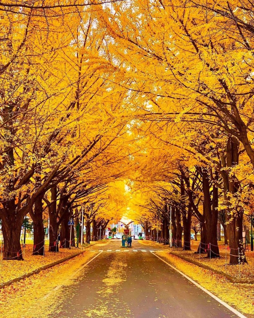 There are a number of gingko tree-lined promenades in Japan, and this stunning g...