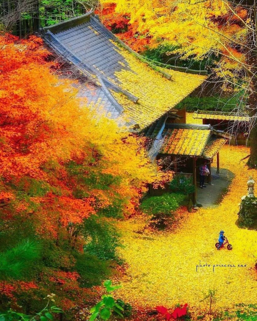 If you love autumn scenery, the ginkgos and maples flanking the main hall of Koh...