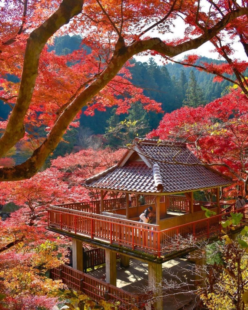 Visit Japan: How about a double-decker view of the autumn leaves?
Nestled in the mountains of… How about a double-decker view of the autumn leaves?
Nestled in the mountains of...