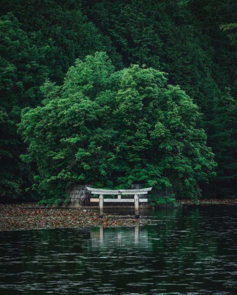 Peeking out from Benten-ike Pond in Nasaka Daichiji Natural Park, this partially...