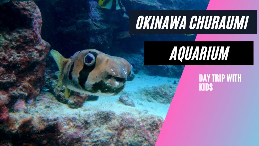 Okinawa Churaumi Aquarium Day Trip With Kids Okinawa Churaumi Aquarium Day Trip With Kids