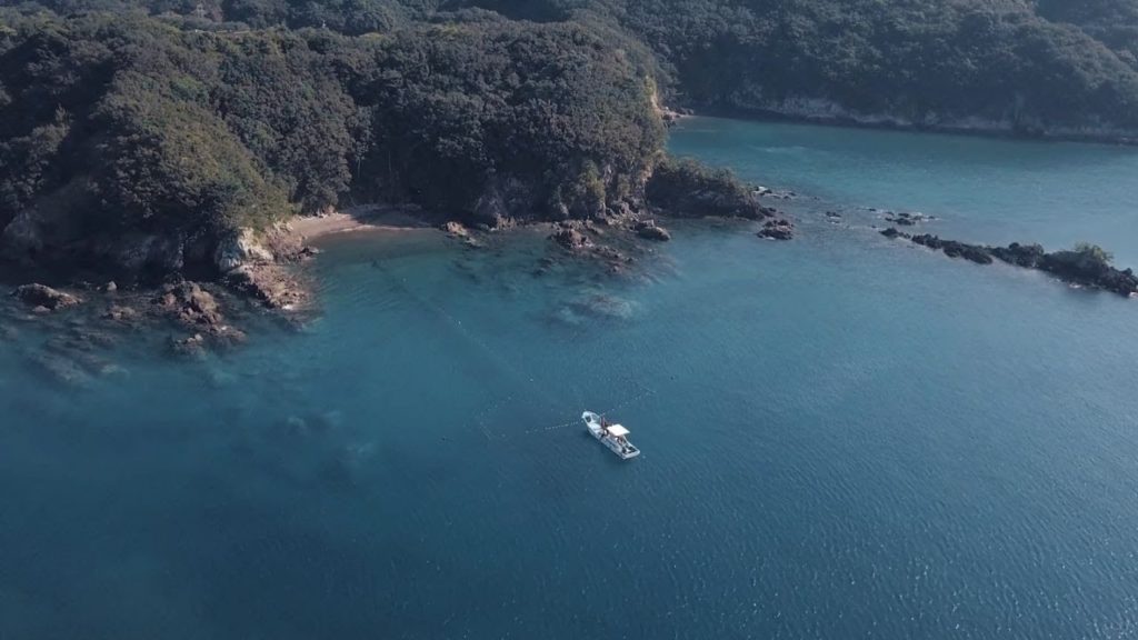 Swim with Sea Bream: Ago Bay Boat Tour & Cooking Class in Mie Fishing Village