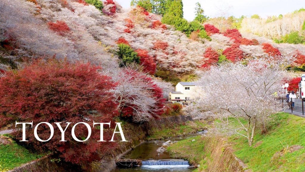 【Cherry blossoms】The best season to see the Combination of Winter Cherry Trees with maples. #TOYOTA