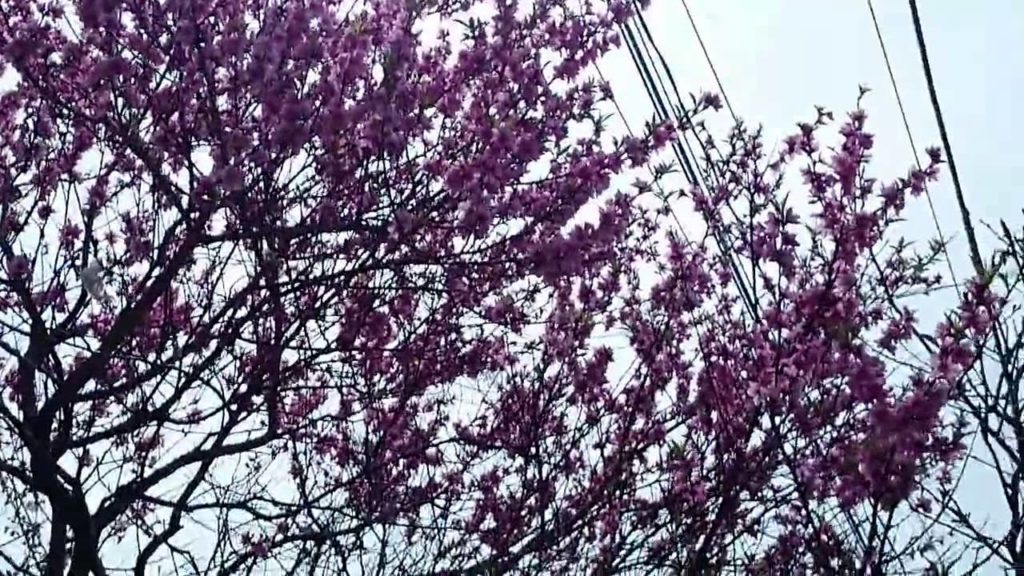 Cat Island ( Ai-no-shima , Fukuoka , Japan ) part1