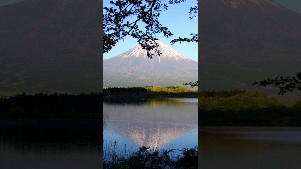 Lake Tanuki | Shizuoka Japan #shorts