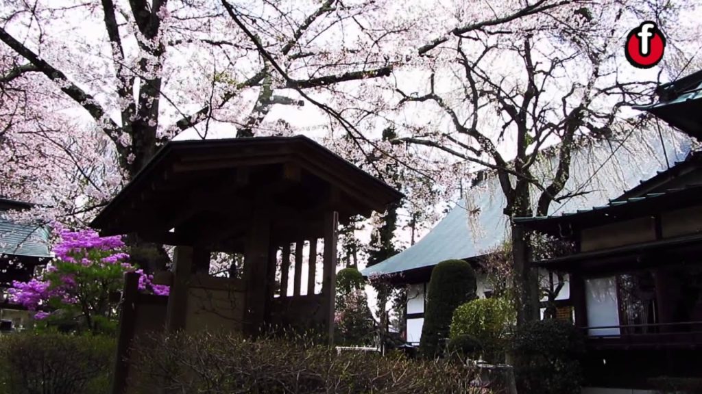 Sakura Fubuki 桜吹雪