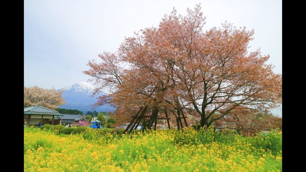JG☆☆☆4K 静岡 頼朝ゆかりの狩宿下馬桜と富士山(特別天然記念物) Shizuoka,Kariyado Gebazakura and Fuji(Special Natural Monument)