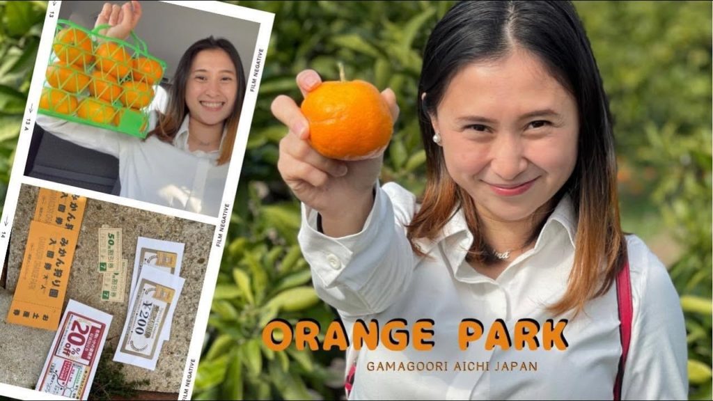 Orange Park Gamagoori Aichi Japan | Unlimited Orange Picking November 2021 | みかん狩り