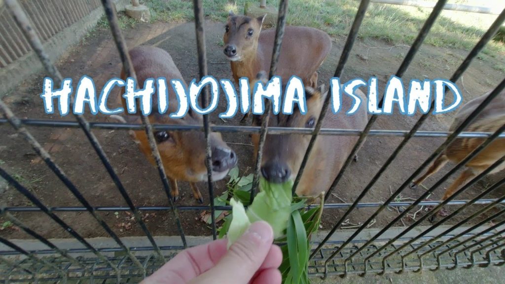 [Vlog] Reeves's Muntjac (Kyon) in Hachijo Botanical Park in Hachijojima Island | Tokyo Sightseeing