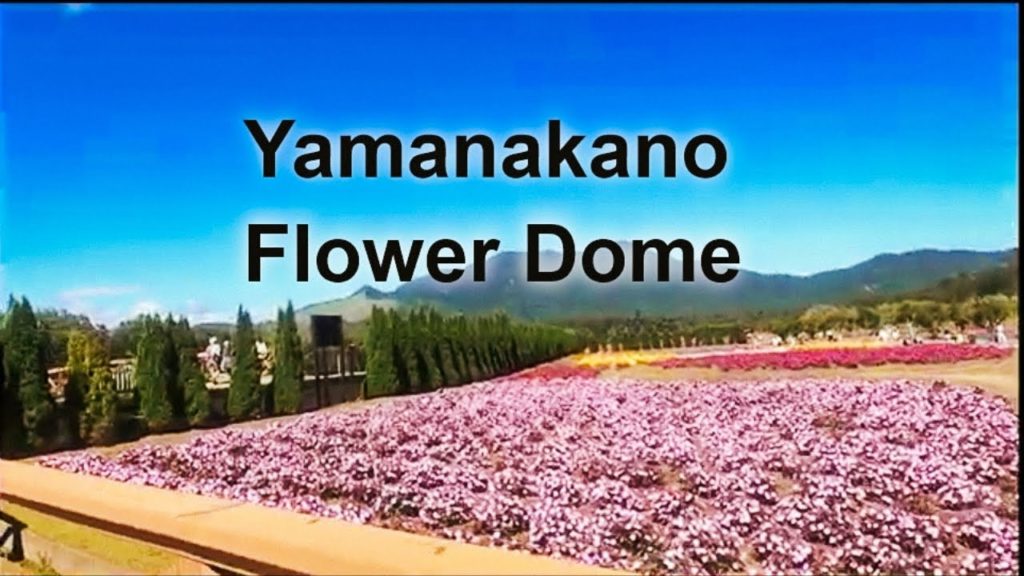 Yamanakano Hanano Miyako Park at the Foot of Mt Fuji | Flower Dome|Silent VLog