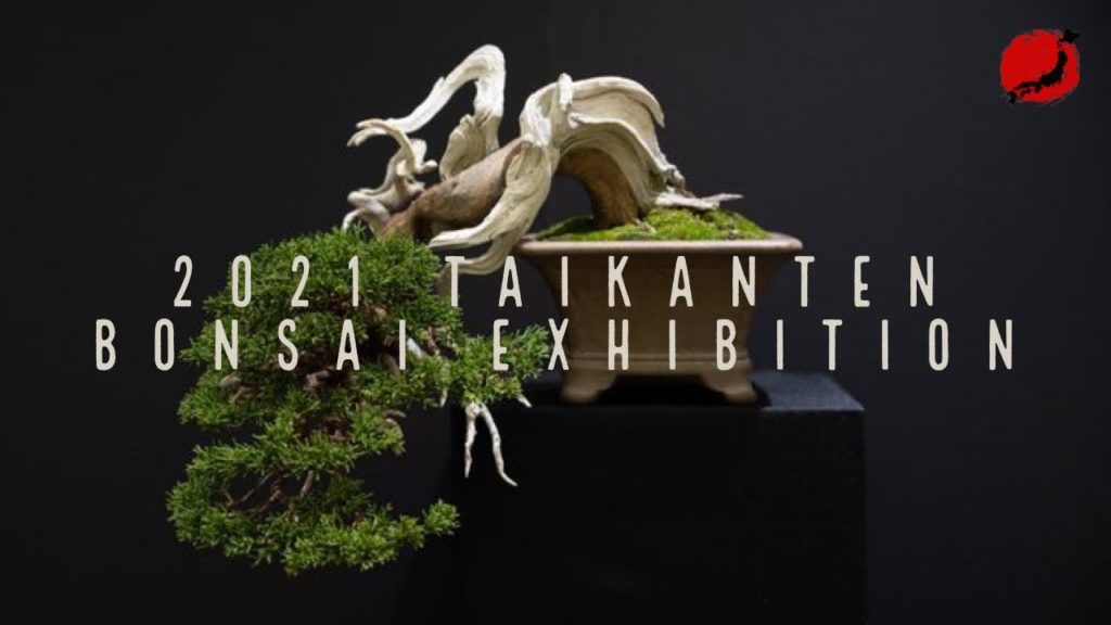 2021 Taikanten Bonsai Exhibition, Kyoto, Japan / 第41回日本盆栽大観展、会期: 令和3(2021)年11月19日ー22 会場: 都メッセ