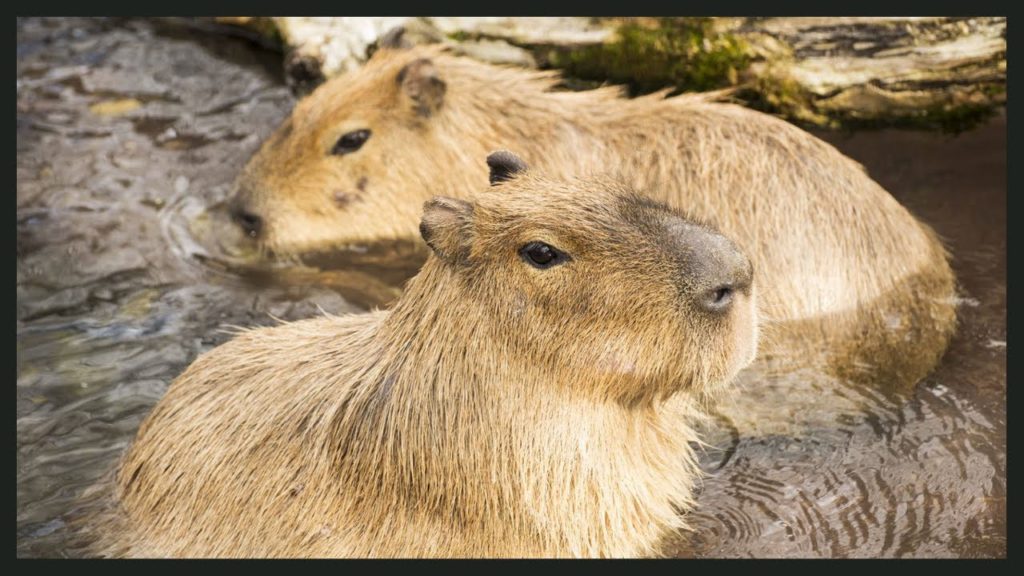 [4K ASMR] Autumn Walk In Inokashira Park Zoo, Part 2 - Tokyo, 2021