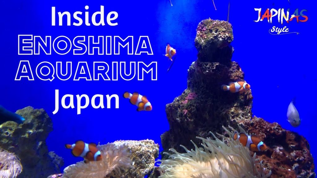 [4K] Dolphin Show • Coral Reef Aquarium, Japan