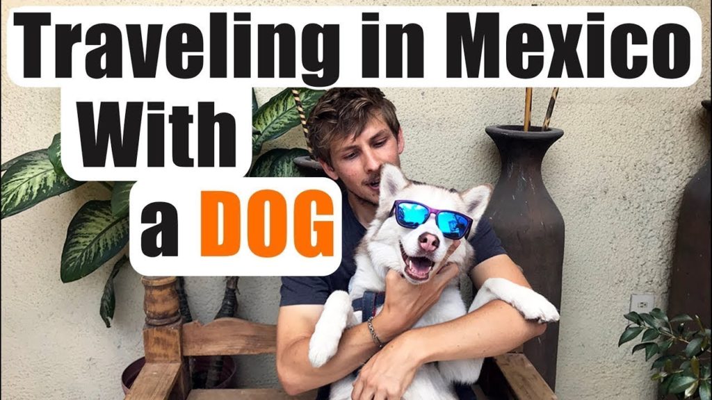 bringing a dog to mexico and what you need to know!