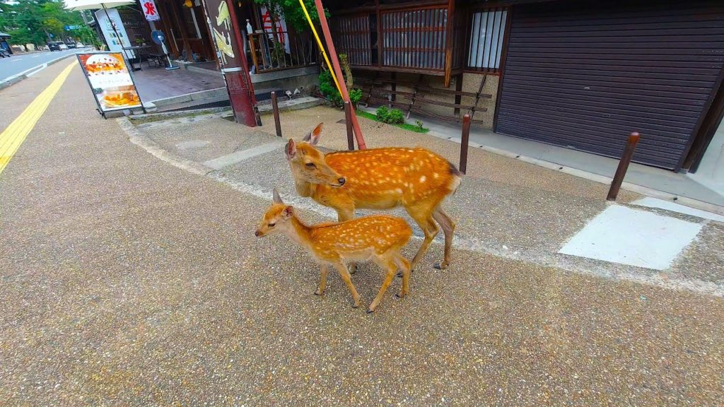 Nara walk – Tōdaiji – 4K Nara walk - Tōdaiji - 4K