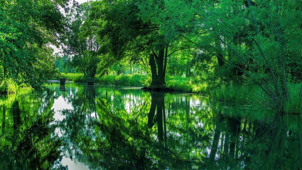 Punting Tour in the Spreewald