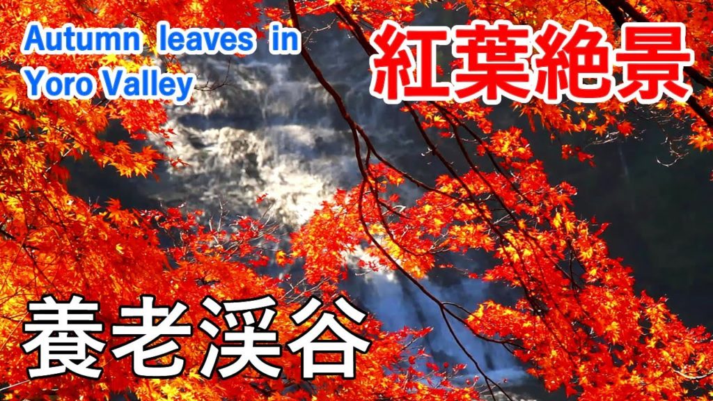 千葉県 養老渓谷の紅葉絶景 ( 三島湖 ) / Autumn leaves in Yoro Valley ( Chiba, Japan )【日本の紅葉絶景！】[ 4K ]