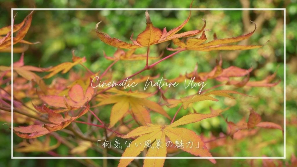 【Cinematic Vlog 4K】田舎の秋と自然風景 癒し映像 日本の風景 japan nature scenery 【Cinematic Vlog 4K】田舎の秋と自然風景 癒し映像 日本の風景 japan nature scenery