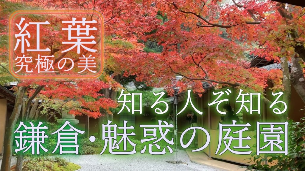 鎌倉の紅葉・一条恵観山荘：知る人ぞ知る魅惑の庭園！京都の文化がかおる隠れた観光の名所。カフェ楊梅亭。Amazing Autumn Leaves! Kamakura, Japan