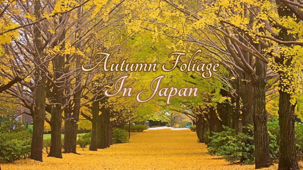 FALL FOLIAGE IN JAPAN(MAIDENHAIR TREE) FALL FOLIAGE IN JAPAN(MAIDENHAIR TREE)