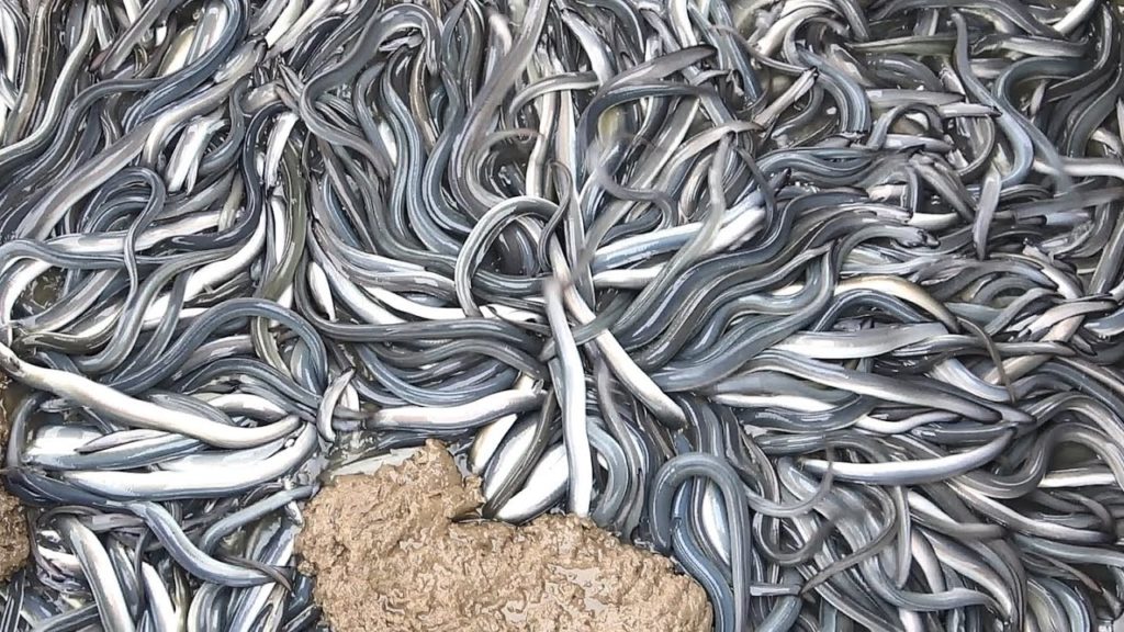 Amazing eels feeding and catching / grilled eel – Taiwanese street food Amazing eels feeding and catching / grilled eel - Taiwanese street food