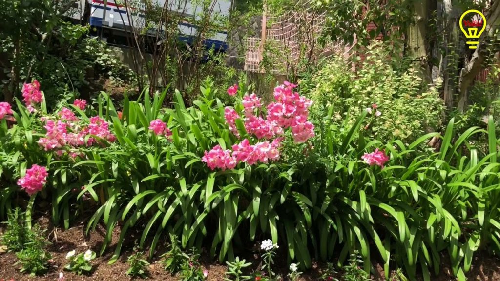 Part 2: What to visit in Atami Shizuoka, Japan? (Summer Escapade in Akao Herb & Rose Garden)