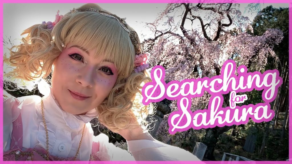 Why cherry blossoms were forbidden in 2020 | 桜の秘密スポット探し