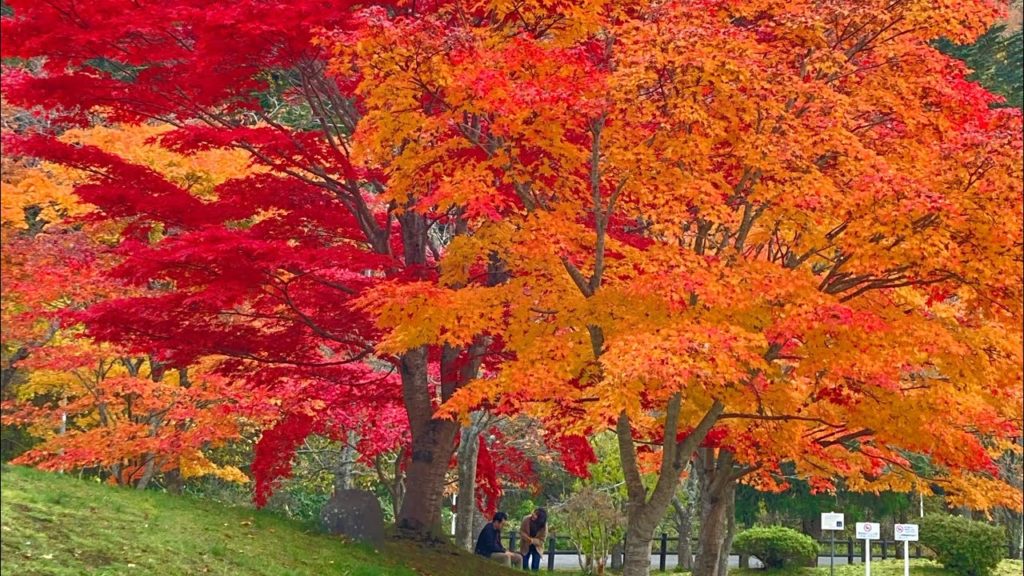 Beautiful Autumn Leaves
