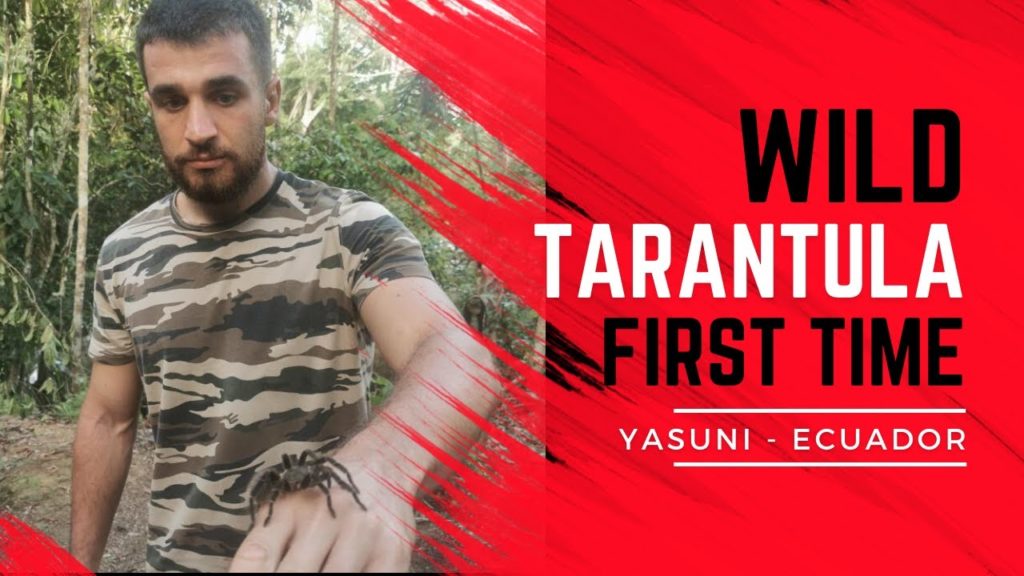 Hold a Wild Tarantula Spider in the Amazon Jungle Yasuni National Park - Ecuador 2021🇪🇨