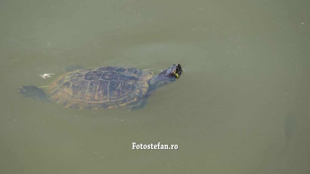 Sony A7 III zoom lens 100 400mm