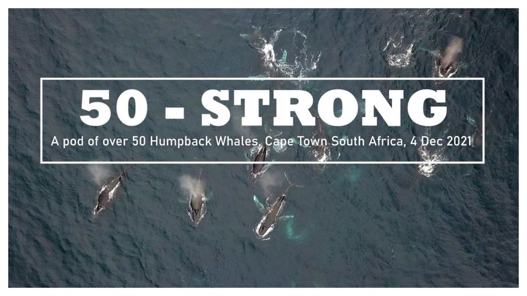 50 – Strong, A pod of 50 + Humpback whales off the coast of Cape Town 50 - Strong, A pod of 50 + Humpback whales off the coast of Cape Town