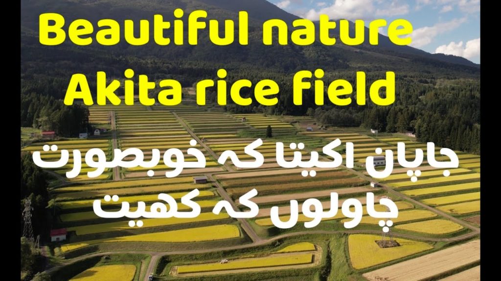 Beautiful rice field nature Akita Japan.. Dji mavic air 2s