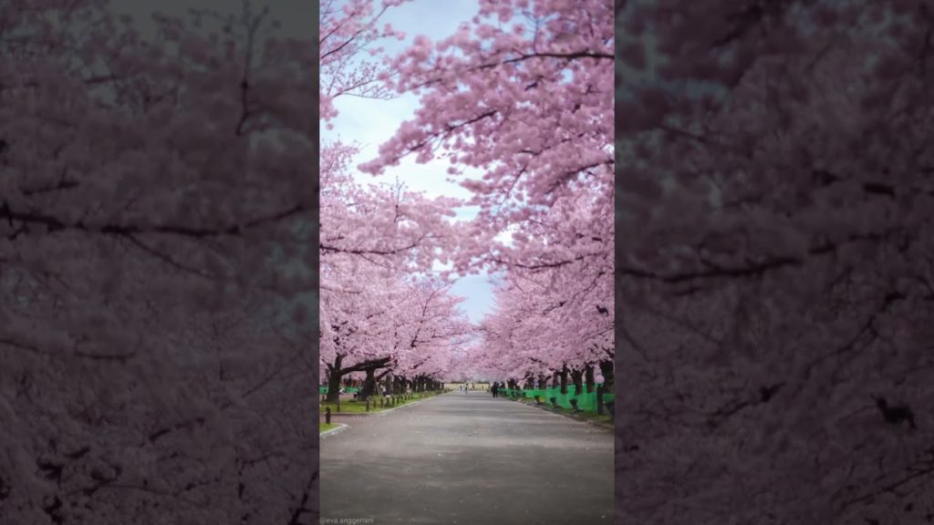 Travel To Japan 🇯🇵 日本旅行 #Shorts